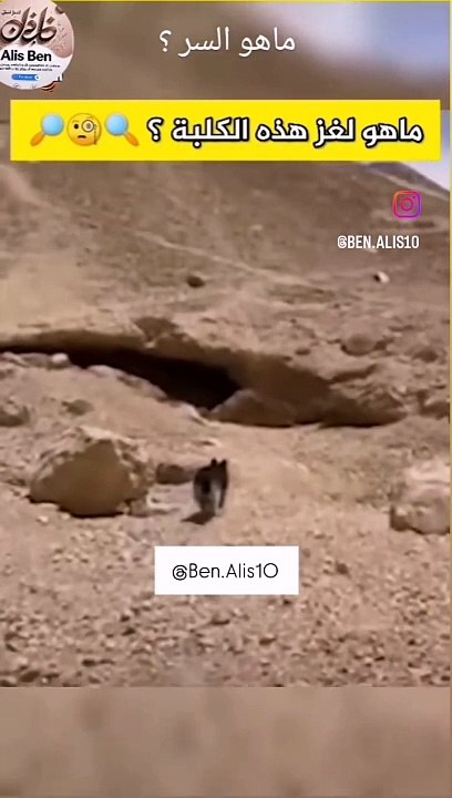 شاهد ماذا يفعل هذا الحيوان : غريب أمره، شاهد اخر الفيديو