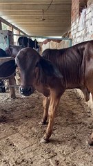 #trending #viral #usa #shortvideo #viralvideos #animals #nature #cow #cowbaby #innocent #petslife