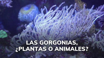 Las gorgonias ¿plantas o animales?