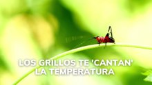 Los grillos te cantan la temperatura