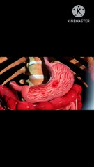 Human body digest system 3D