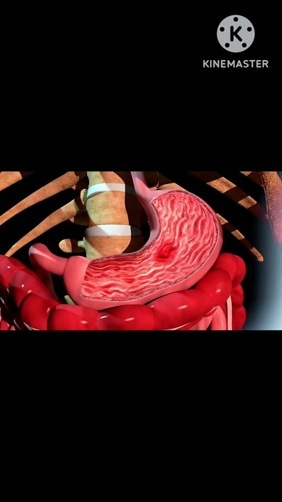 Human body digest system 3D