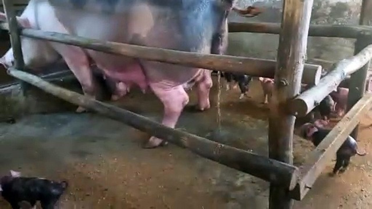 Condição rara: filhote de porco nasce com dois sexos no interior de Alagoas