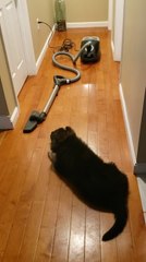 Dog Barks at Vacuum Cleaner
