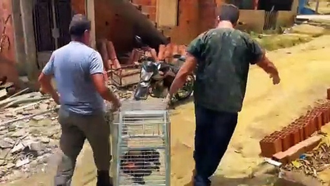 Macaco resgatado em Satuba