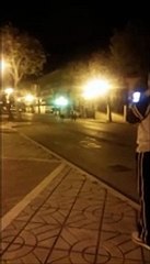 I cinghiali arrivano a Fossacesia