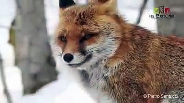 La volpe si mette in posa nel bosco, ma non ottiene da mangiare...