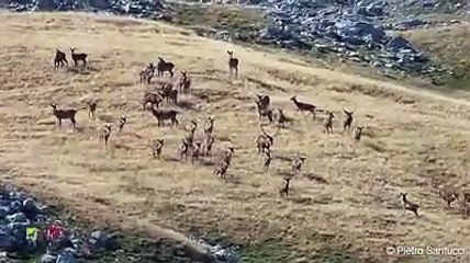 L'invasione dei cervi, che spettacolo sull'Appennino
