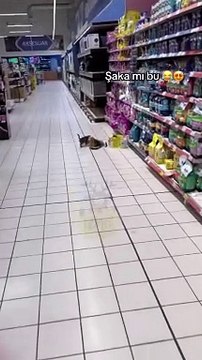 İzmir'de markette kedi ve yavruları mama yerken yakalandı