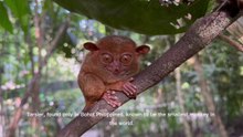TARSIER-smallest monkey in the World, BOHOL, PHILIPPINES