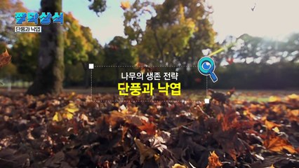 [짤막상식] 나무의 생존 전략, 단풍과 낙엽 / YTN