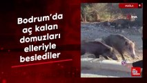 Bodrum'da aç kalan domuzları elleriyle beslediler