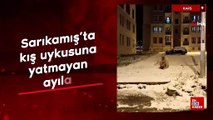 Kars Sarıkamış’ta kış uykusuna yatmayan ayılar