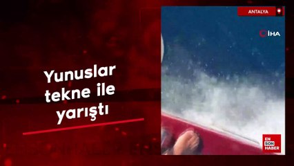 Antalya'da yunuslar tekne ile yarıştı