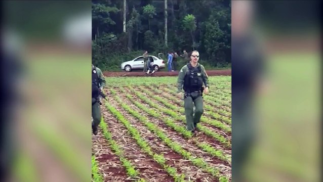 Helicóptero Falcão 13 auxilia na captura de suspeitos e apreensão de quase meia tonelada de droga