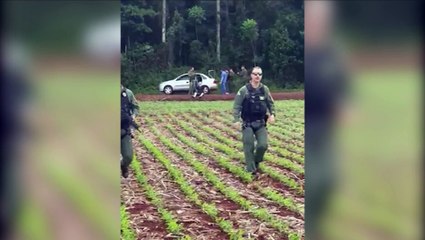 Helicóptero Falcão 13 auxilia na captura de suspeitos e apreensão de quase meia tonelada de droga