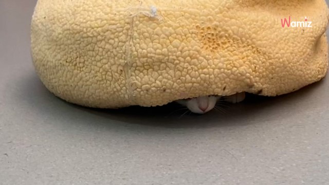 „Nazywam się Theodore i jestem żółwiem”. Ten kot ze schroniska ubawił internautów do łez