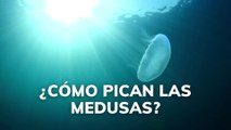 ¿Cómo pican las medusas?