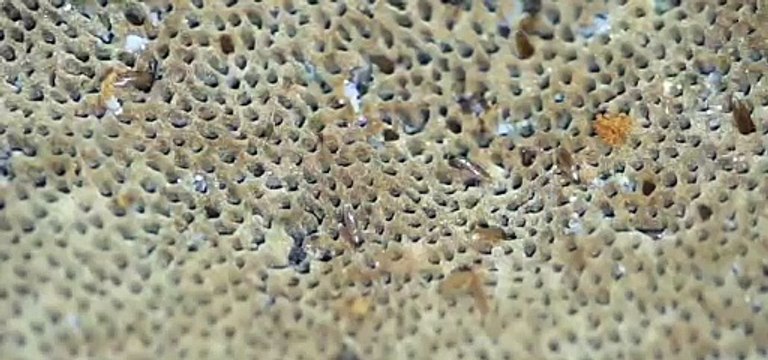 Europe's smallest beetle found near Peterborough