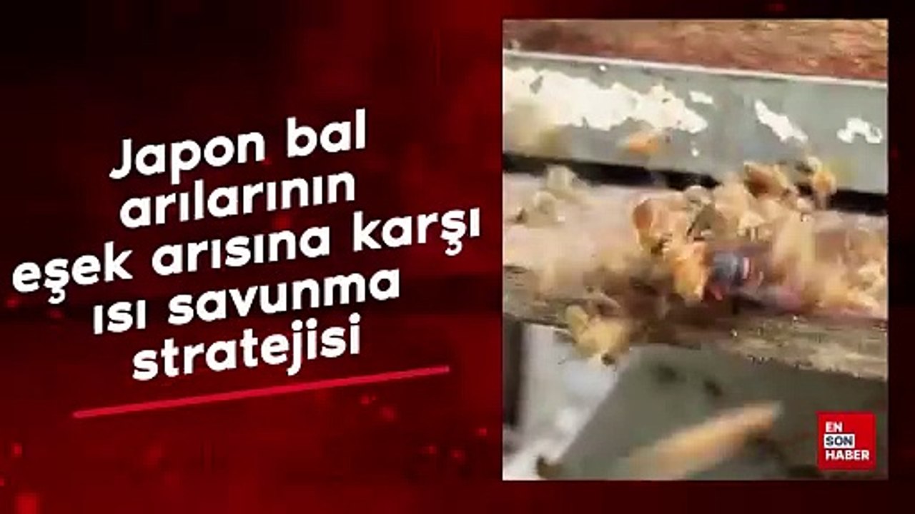 Japon bal arılarının eşek arısına karşı ısı savunma stratejisi