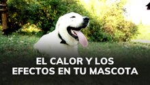 El calor y los efectos en tu mascota