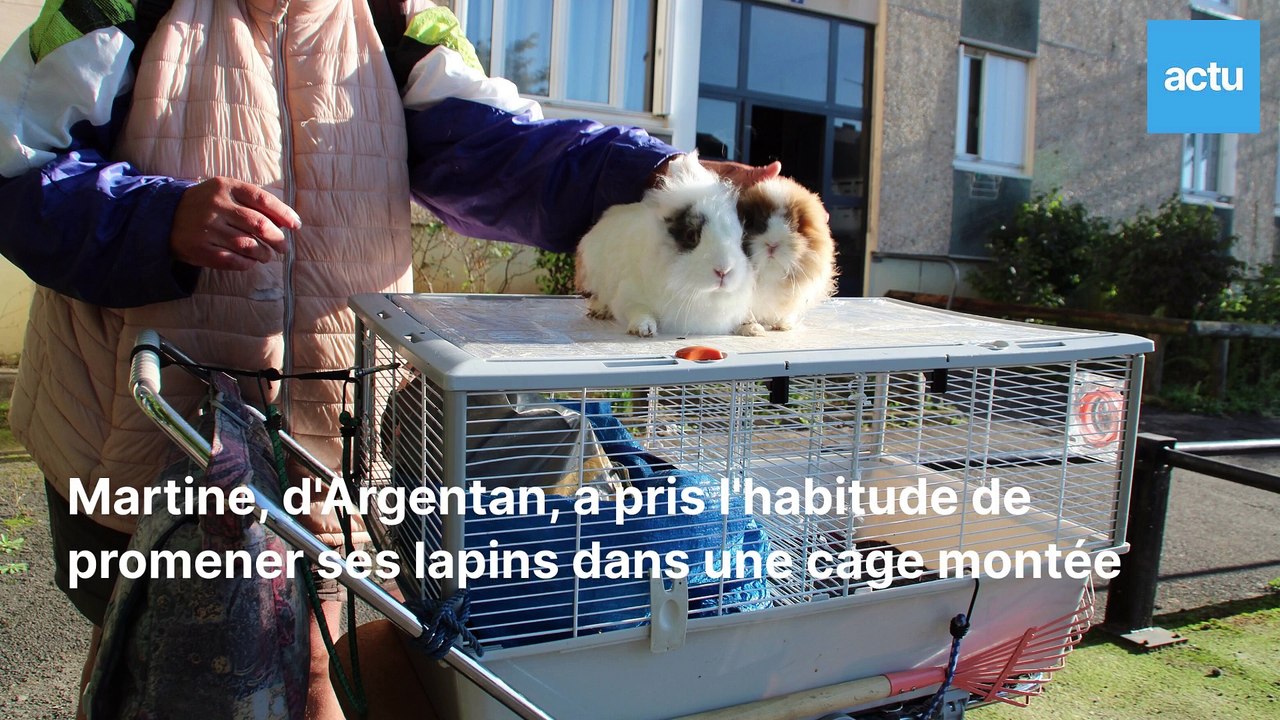 Martine promène ses lapins dans un landau à Argentan