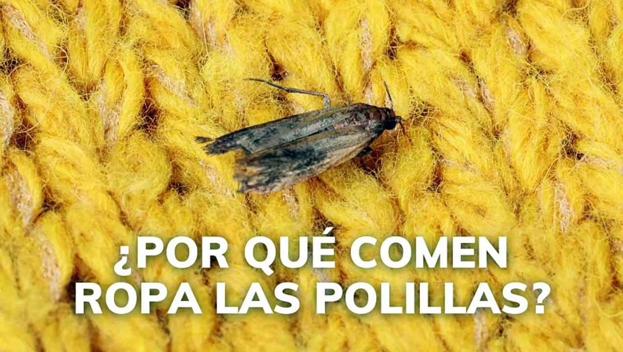 ¿Por qué comen ropa las polillas?