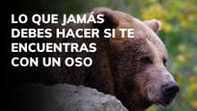Lo que jamás debes hacer si te encuentras con un oso
