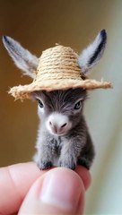 Paw-sitive Vibes Only 