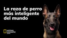 La raza de perro más inteligente del mundo