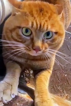 2024 best animals videos #cutecatvideos #funnycatvideos #cuteanimals #funny #reels #shortsvideo #shorts #animal #funny animals #cat #animals #fyp