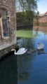 Swans living in the moat at the Mediaeval Bishop s Palace ring the bell for food!