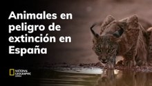 Animales en peligro de extinción en España