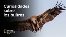 Curiosidades sobre los buitres
