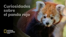 Curiosidades sobre panda rojo