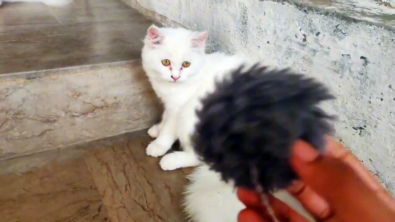 Jerry took the ball from Tuna so Tuna beat Jerry123