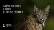 Curiosidades sobre el lince ibérico