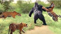 Gorillas Are Very Smart! The Tiger Failed Miserably When Confronting The Wisest Monkey In The World