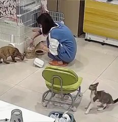 Ce chat est très bien éduqué