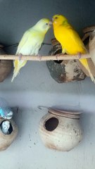 Bird parrot talking kissing