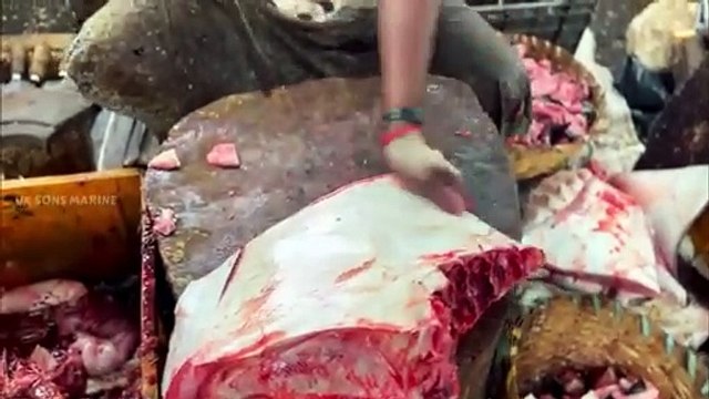 30KG BIG STINGRAY FISH CUTTING VIDEO ⁉️ _ KASIMEDU SPEED SELVAM FISH CUTTING _ UK SONS MARINE