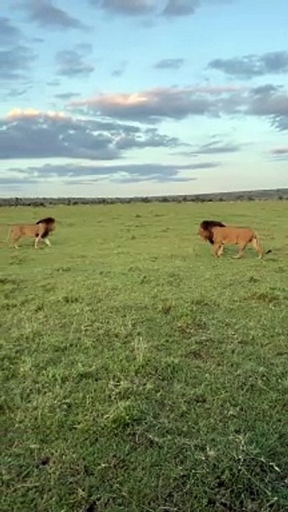 Deux lions se font face