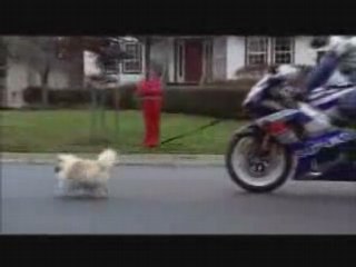 Pub Suzuki GSX-R 1000 Chien