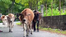 Video of cows passing through a river in a field - the sound of cows calling their friends to go home to the barn