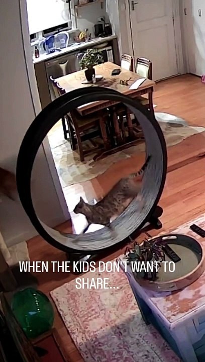 Two Bengal cats are zooming on their catwheel!