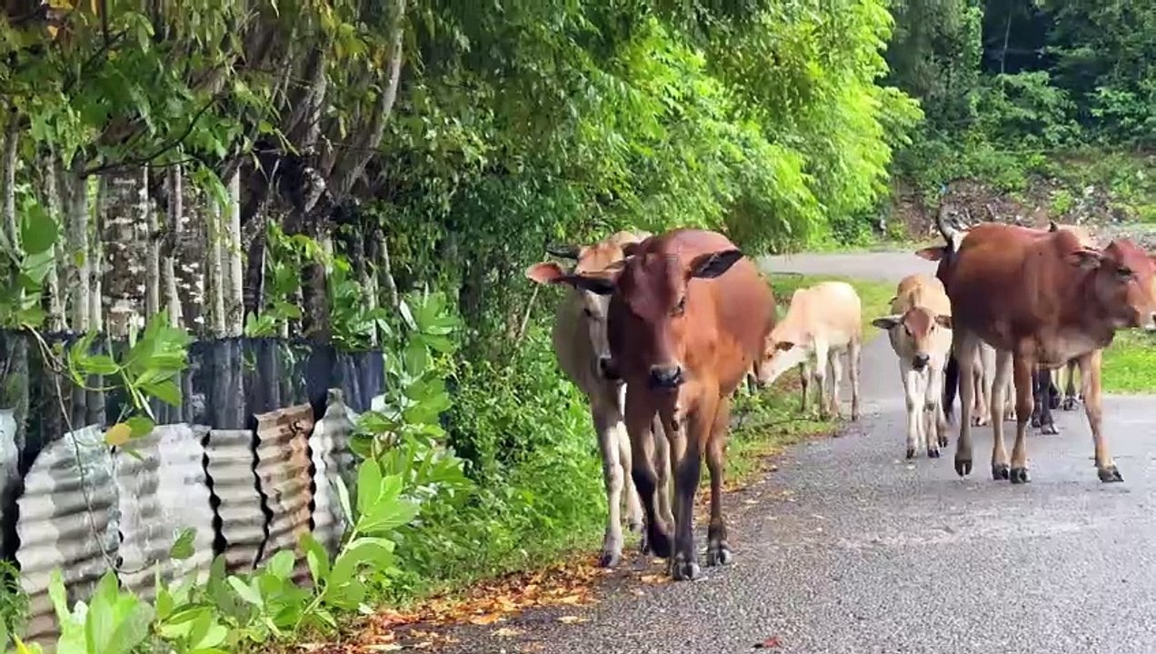 Video of Leading a Tame Cow to the Farm Pen Livestock Cows - The Sound ...