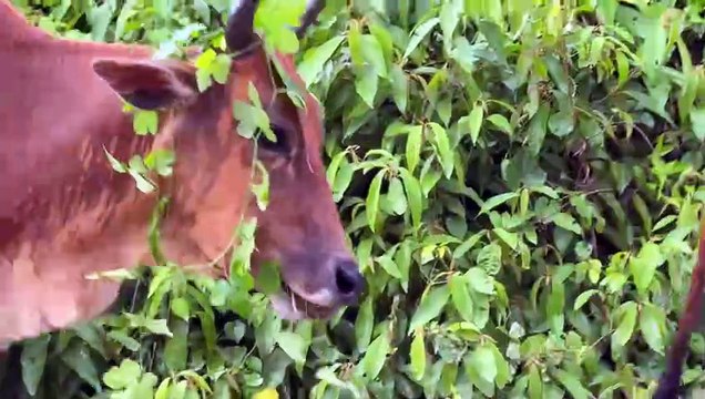 Video of herding cows with the rainy weather towards the livestock pen Funny cow sounds