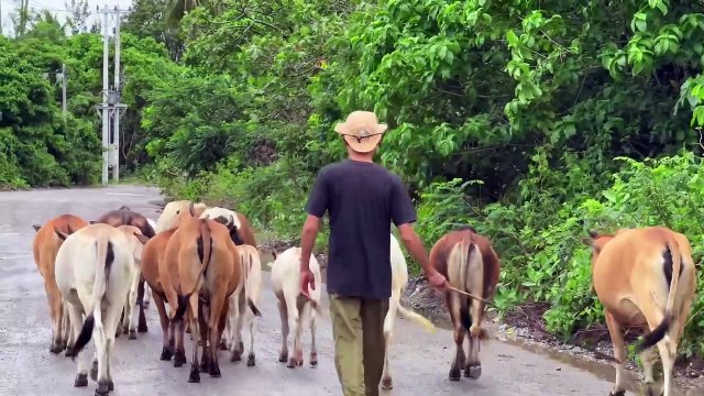 Video of herding cows with the rainy weather towards the livestock pen Funny cow sounds