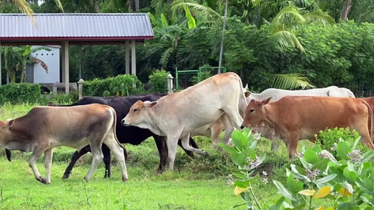 Funny Cow Farm Animal Video - Cow Sounds in the Field Calling Friends to Roam in the Field