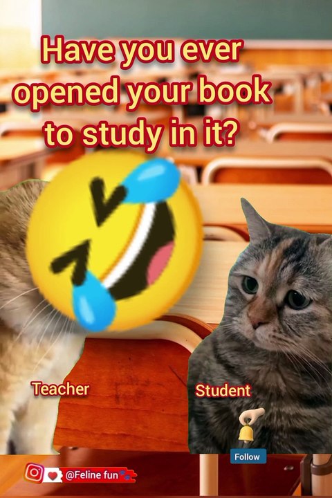 Funny cat videos 